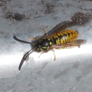 Vespula germanica at Fyshwick, ACT - 12 Jun 2022 12:30 PM