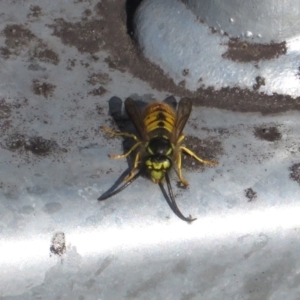 Vespula germanica at Fyshwick, ACT - 12 Jun 2022 12:30 PM