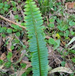Nephrolepis cordifolia at Burrill Lake, NSW - 13 Jun 2022 10:12 AM