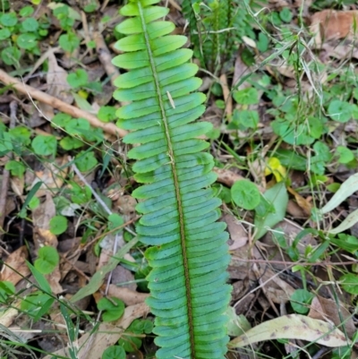 Nephrolepis cordifolia (Fishbone Fern) at Burrill Lake, NSW - 13 Jun 2022 by trevorpreston