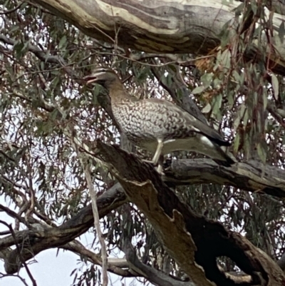 Chenonetta jubata (Australian Wood Duck) at GG38 - 13 Jun 2022 by KL