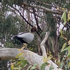 Chenonetta jubata at Hughes, ACT - 13 Jun 2022