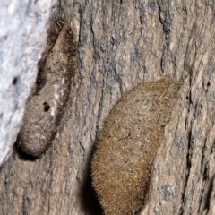 Anthelidae sp. (family) (Unidentified anthelid moth or Australian woolly bear) at Paddys River, ACT - 12 Jun 2022 by NathanaelC