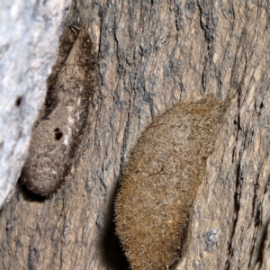 Anthelidae sp. (family) at Paddys River, ACT - 12 Jun 2022