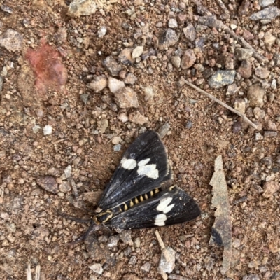 Nyctemera amicus (Senecio Moth, Magpie Moth, Cineraria Moth) at Mount Majura - 13 Jun 2022 by Kassandra21