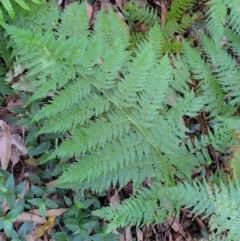 Calochlaena dubia (Rainbow Fern) at Burrill Lake, NSW - 13 Jun 2022 by trevorpreston