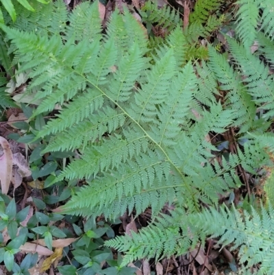 Calochlaena dubia (Rainbow Fern) at Burrill Lake, NSW - 13 Jun 2022 by trevorpreston