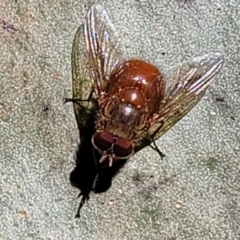 Unidentified True fly (Diptera) at Burrill Lake, NSW - 13 Jun 2022 by trevorpreston