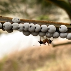 Camponotus consobrinus (Banded sugar ant) at Googong, NSW - 13 Jun 2022 by Wandiyali