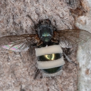 Entomophthora sp. (genus) at Symonston, ACT - 13 Jun 2022