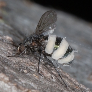 Entomophthora sp. (genus) at Symonston, ACT - 13 Jun 2022