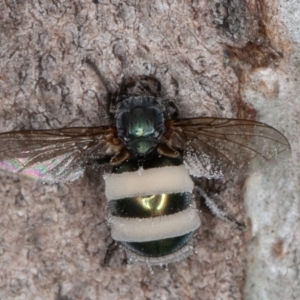 Entomophthora sp. (genus) at Symonston, ACT - 13 Jun 2022