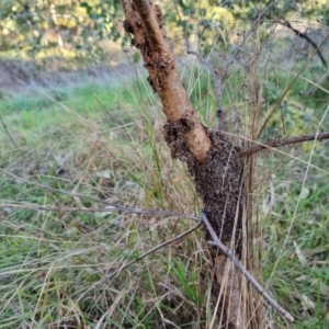 Papyrius sp. (genus) at Fraser, ACT - 13 Jun 2022