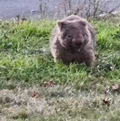 Vombatus ursinus (Bare-nosed Wombat) at Greenway, ACT - 11 Jun 2022 by ChrisHolder