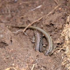 Ctenotus robustus (Robust Striped-skink) at Greenway, ACT - 13 Jun 2022 by ChrisHolder