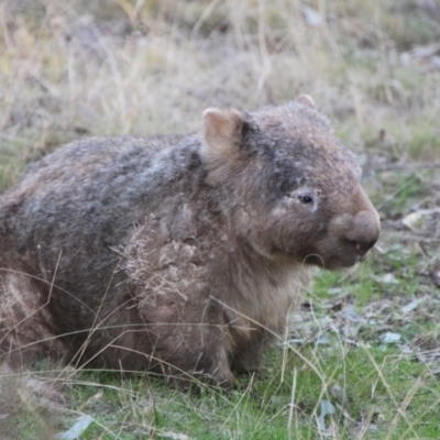 Vombatus ursinus (Common wombat, Bare-nosed Wombat) at Greenway, ACT - 13 Jun 2022 by ChrisHolder