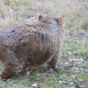 Vombatus ursinus at Greenway, ACT - 13 Jun 2022 04:21 PM