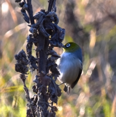 Zosterops lateralis (Silvereye) at Coree, ACT - 13 Jun 2022 by Sammyj87