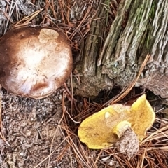 Suillus sp. (A bolete ) at Gundaroo, NSW - 12 Jun 2022 by Gunyijan