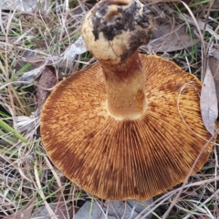 zz agaric (stem; gills not white/cream) at Gundaroo, NSW - 12 Jun 2022 11:09 AM