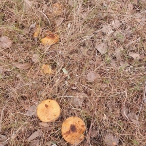 zz agaric (stem; gills not white/cream) at Gundaroo, NSW - 12 Jun 2022 11:09 AM