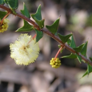 Acacia gunnii at Molonglo Valley, ACT - 12 Jun 2022