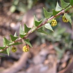 Acacia gunnii at Molonglo Valley, ACT - 12 Jun 2022