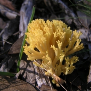 Ramaria sp. at Aranda, ACT - 12 Jun 2022