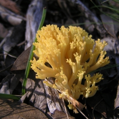 Ramaria sp. (A Coral fungus) at Aranda Bushland - 12 Jun 2022 by MatthewFrawley