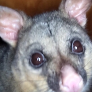 Trichosurus vulpecula at Watson, ACT - suppressed