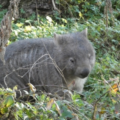 Vombatus ursinus (Bare-nosed Wombat) at Jerrabomberra, NSW - 13 Jun 2022 by SteveBorkowskis