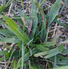 Plantago lanceolata (Ribwort Plantain, Lamb's Tongues) at Watson, ACT - 11 Jun 2022 by AniseStar