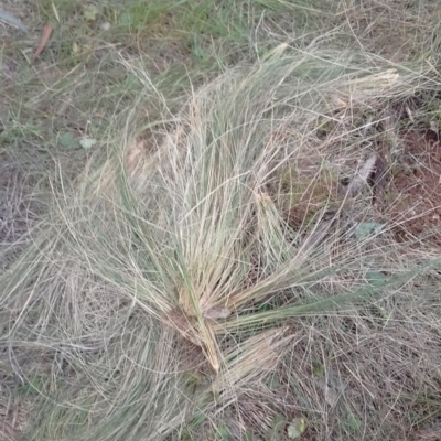 Nassella trichotoma (Serrated Tussock) at Watson, ACT - 13 Jun 2022 by abread111