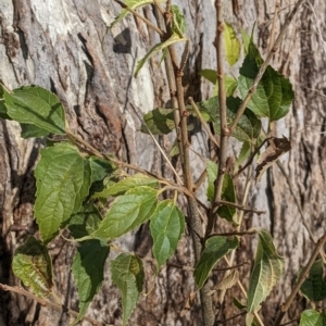 Celtis australis at Watson, ACT - 11 Jun 2022