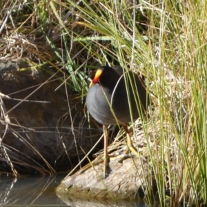 Gallinula tenebrosa at Jerrabomberra, NSW - 13 Jun 2022