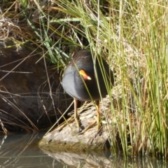 Gallinula tenebrosa at Jerrabomberra, NSW - 13 Jun 2022