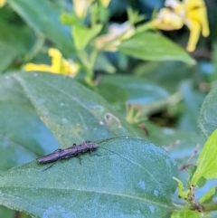 Plecoptera sp. (order) (Unidentified Stone fly) at Watson Green Space - 12 Jun 2022 by AniseStar