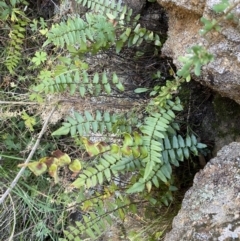 Pellaea calidirupium (Hot Rock Fern) at Jerrabomberra, NSW - 13 Jun 2022 by Steve_Bok