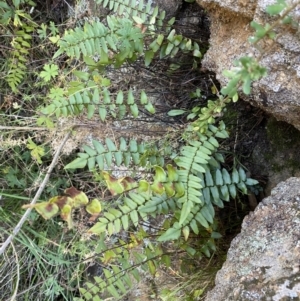 Pellaea calidirupium at Jerrabomberra, NSW - 13 Jun 2022