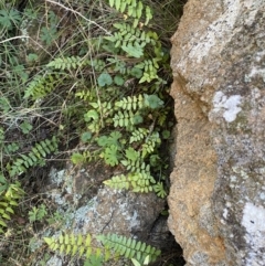 Pellaea calidirupium at Jerrabomberra, NSW - 13 Jun 2022