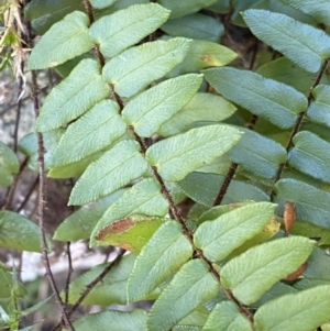 Pellaea calidirupium at Jerrabomberra, NSW - 13 Jun 2022