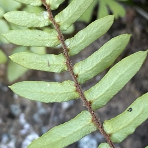 Pellaea calidirupium at Jerrabomberra, NSW - 13 Jun 2022