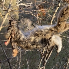 Oryctolagus cuniculus (European Rabbit) at Jerrabomberra, NSW - 13 Jun 2022 by Steve_Bok