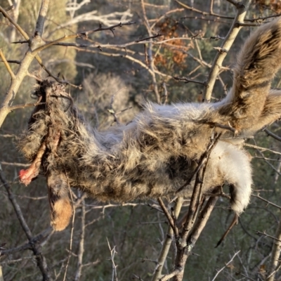 Oryctolagus cuniculus (European Rabbit) at Jerrabomberra, NSW - 13 Jun 2022 by Steve_Bok