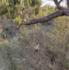 Oryctolagus cuniculus at Jerrabomberra, NSW - 13 Jun 2022 04:13 PM