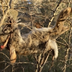 Oryctolagus cuniculus at Jerrabomberra, NSW - 13 Jun 2022