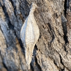 Hyalarcta nigrescens (Ribbed Case Moth) at Jerrabomberra, NSW - 13 Jun 2022 by Steve_Bok
