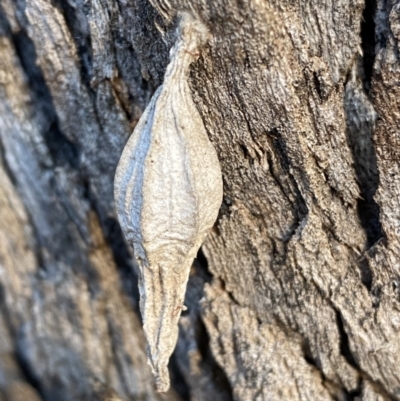 Hyalarcta nigrescens (Ribbed Case Moth) at Jerrabomberra, NSW - 13 Jun 2022 by Steve_Bok