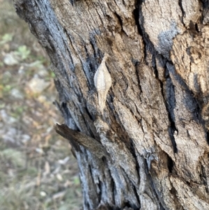 Hyalarcta nigrescens at Jerrabomberra, NSW - 13 Jun 2022