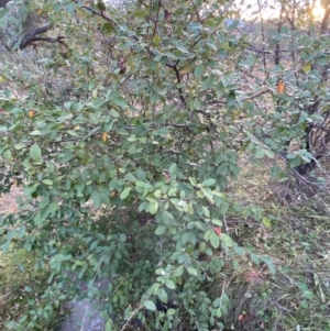 Cotoneaster glaucophyllus at Jerrabomberra, NSW - 13 Jun 2022 04:34 PM